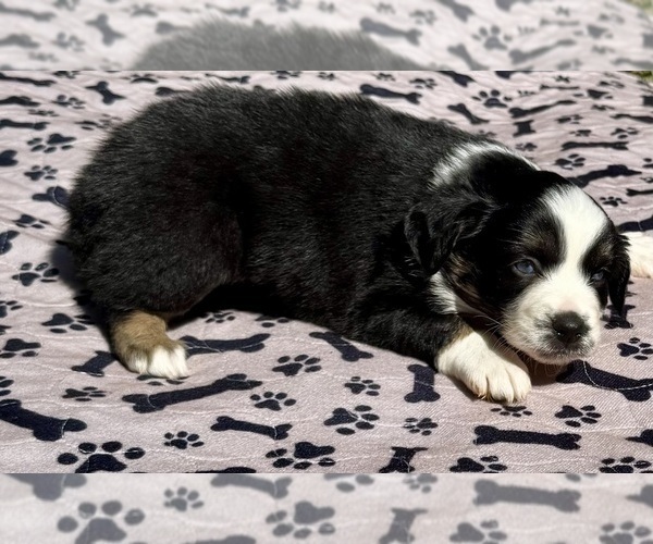 Medium Photo #7 Australian Shepherd Puppy For Sale in SALISBURY, NC, USA