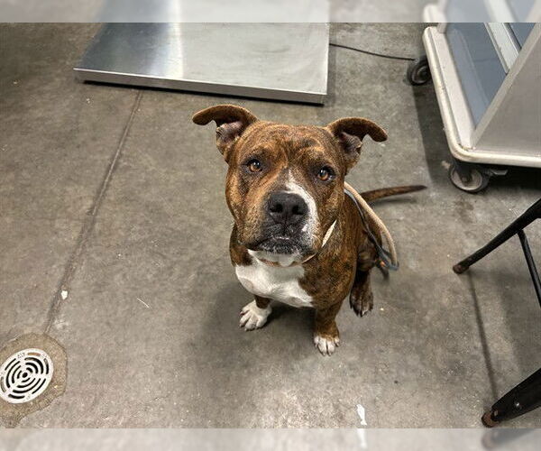 Medium Photo #1 American Bulldog Puppy For Sale in Tavares, FL, USA