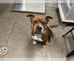 American Bulldog Dogs for adoption in Tavares, FL, USA