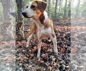 Treeing Walker Coonhound-Unknown Mix Dogs for adoption in Franklin, North Carolina, NC, USA