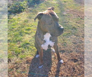 Mutt Dogs for adoption in Springfield, MA, USA