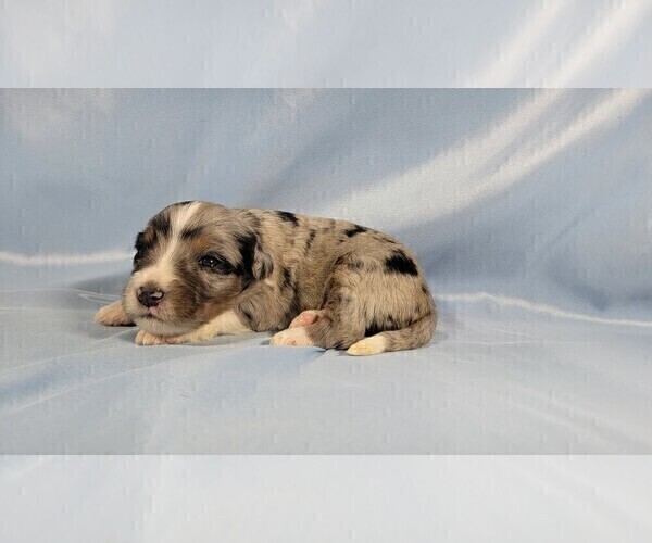 Medium Photo #11 Bernedoodle (Miniature) Puppy For Sale in BLACK FOREST, CO, USA