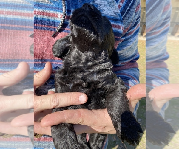 Medium Photo #9 Labradoodle Puppy For Sale in HOCKLEY, TX, USA