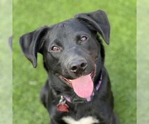 Medium Labrador Retriever Mix