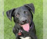 Small Labrador Retriever Mix
