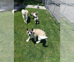 Akita Puppy for sale in HARTFORD CITY, IN, USA