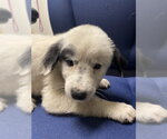 Small Great Pyrenees Mix
