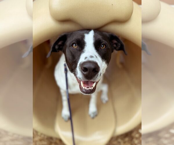 Medium Photo #6 American Staffordshire Terrier-Pointer Mix Puppy For Sale in Arlington, VA, USA