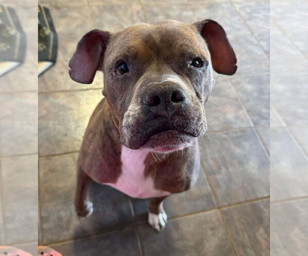 Medium Photo #9 Boxer-Unknown Mix Puppy For Sale in Germantown, OH, USA