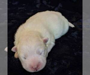 Samoyed Puppy for sale in WITHEE, WI, USA