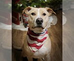 Small #6 Labrador Retriever Mix