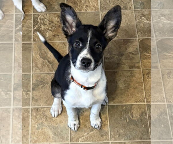 Medium Photo #1 Australian Shepherd-Colonial Cocker Spaniel Mix Puppy For Sale in Anchorage, AK, USA