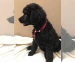 Small Photo #13 Poodle (Standard) Puppy For Sale in ORMOND BEACH, FL, USA