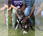 Small #4 American Pit Bull Terrier Mix
