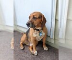 Small Photo #6 Beagle-Unknown Mix Puppy For Sale in Wichita, KS, USA