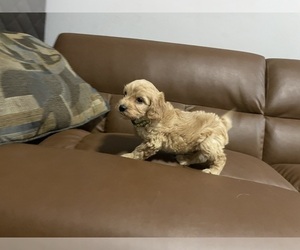 English Cream Golden Retriever-Poodle (Miniature) Mix Puppy for sale in RALEIGH, NC, USA