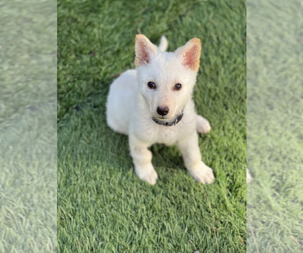 Medium Photo #18 Unknown-white german shepherd Mix Puppy For Sale in Dana Point, CA, USA