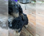 Small Photo #55 Aussiedoodle Miniature  Puppy For Sale in COMMERCE, MI, USA