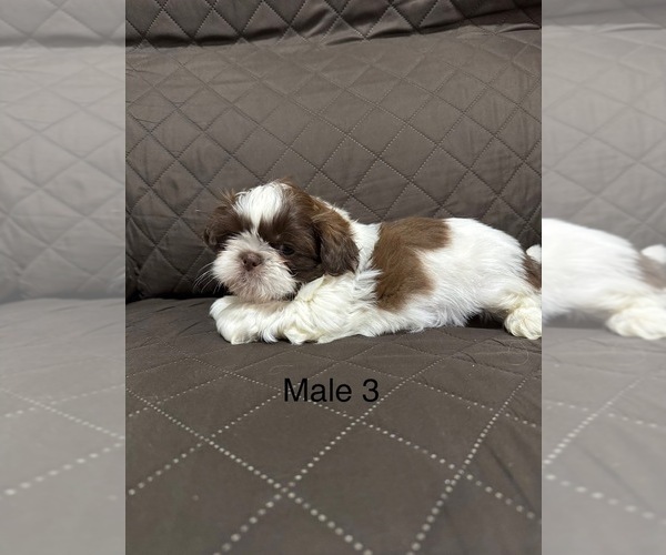 Medium Photo #2 Shih Tzu Puppy For Sale in CRITTENDEN, KY, USA
