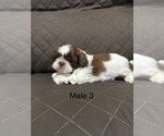 Small #1 Shih Tzu