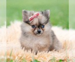 Small Photo #69 Pomeranian Puppy For Sale in WARSAW, IN, USA