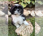 Image preview for Ad Listing. Nickname: Balto