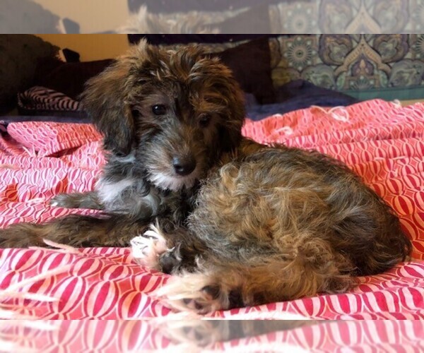 Medium Photo #3 YorkiePoo Puppy For Sale in AMERICAN FORK, UT, USA