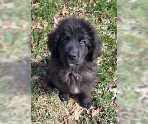 Medium Photo #1 Newfoundland Puppy For Sale in BLUE SPRINGS, MO, USA