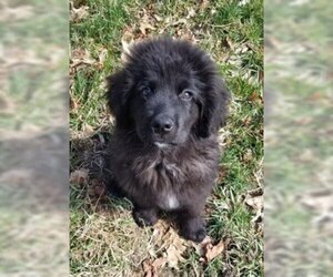 Newfoundland Puppy for sale in BLUE SPRINGS, MO, USA