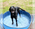 Small #5 Labrador Retriever Mix