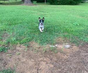 Australian Cattle Dog Puppy for sale in CLANTON, AL, USA