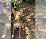 Small #2 Chihuahua Mix