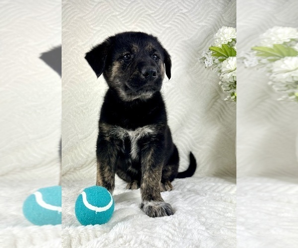 Medium Photo #3 Golden Shepherd Puppy For Sale in GREENFIELD, IN, USA