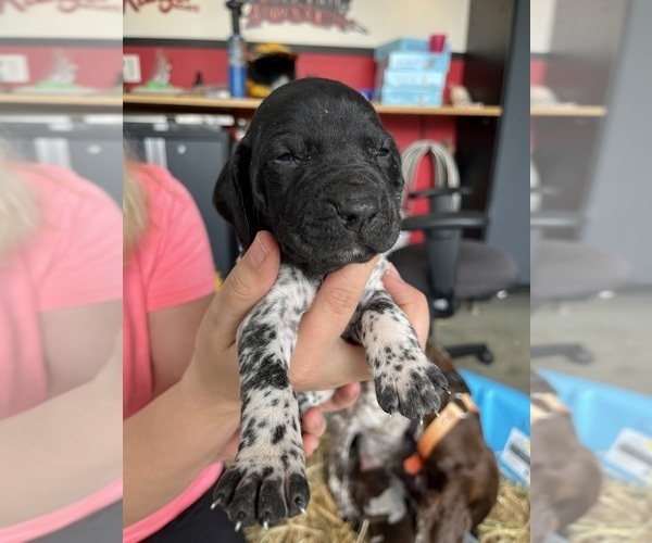 Medium Photo #4 German Shorthaired Pointer Puppy For Sale in HEWITT, MN, USA