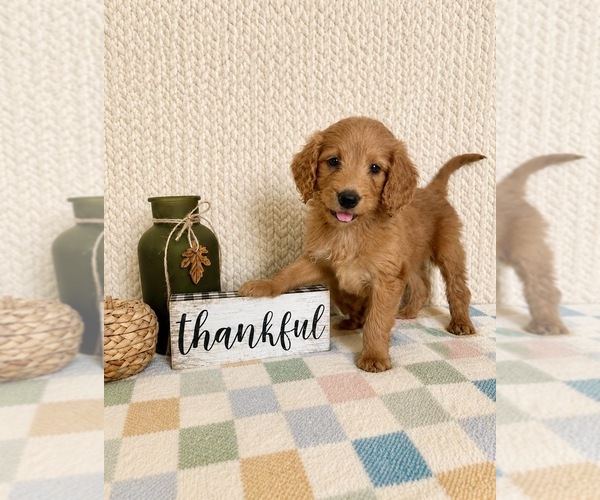 Medium Photo #2 Goldendoodle mix (+ Poodle Miniature) Puppy For Sale in INDIANAPOLIS, IN, USA