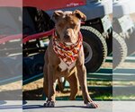 Small #1 American Pit Bull Terrier Mix