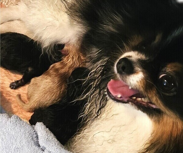 Medium Photo #2 Pomeranian Puppy For Sale in MENIFEE, CA, USA