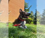 Small #5 American Pit Bull Terrier Mix