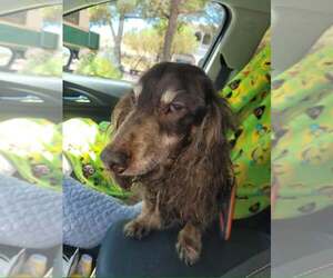 Dachshund Dogs for adoption in Los Angeles, CA, USA