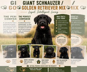 Golden Retriever-Schnauzer (Giant) Mix Puppy for sale in COLLEGE GROVE, TN, USA