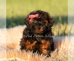 Small Photo #70 Poodle (Miniature) Puppy For Sale in WARSAW, IN, USA