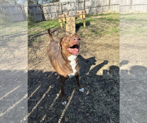 Medium Photo #2 Chocolate Labrador retriever-Unknown Mix Puppy For Sale in Jackson, MS, USA