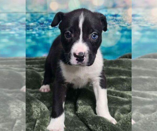 Medium Photo #1 Mutt Puppy For Sale in Lakewood, CO, USA