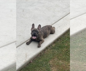 French Bulldog Puppy for sale in BAKERSFIELD, CA, USA