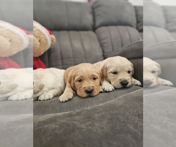 Medium Photo #4 Golden Retriever Puppy For Sale in SACRAMENTO, CA, USA