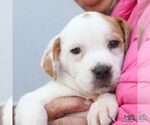 Small #3 Lab-Pointer
