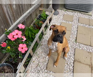JAXON - Male Boxer Dog for Adoption - Photo #2