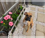 Small Photo #2 Boxer Puppy For Sale in  Katy, TX, USA