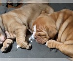 Small Photo #2 Olde English Bulldogge Puppy For Sale in COLUMBUS, OH, USA