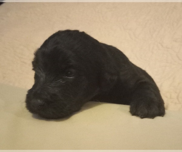 Medium Photo #8 Labradoodle Puppy For Sale in JEFFERSONTOWN, KY, USA